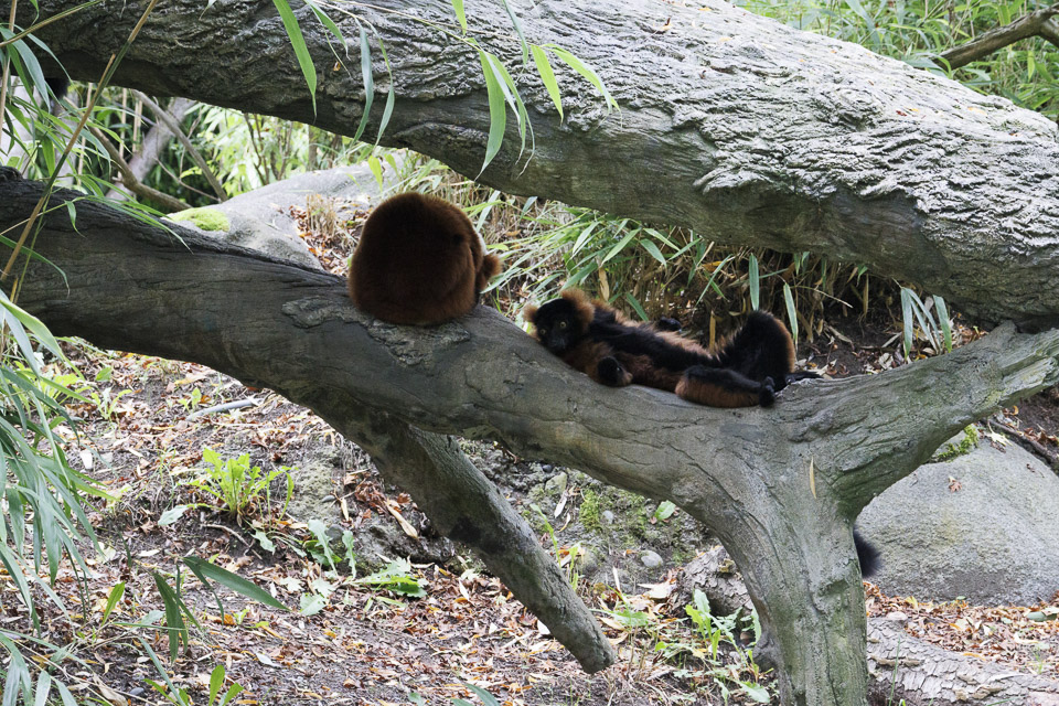 Woodland Park Zoo — photo 26